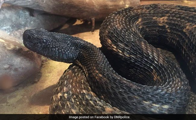 Cops Find 17 Rattlesnakes In West Virginia Home. Pics Are Terrifying
