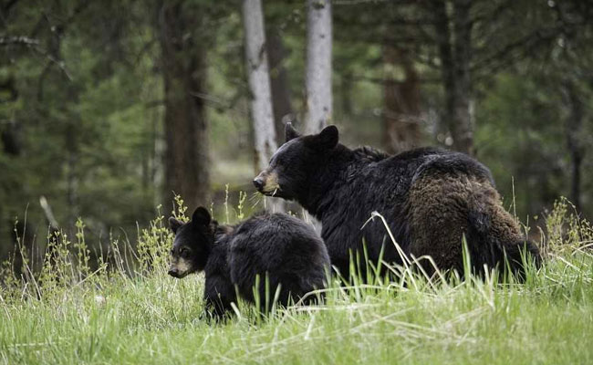 Hunters Killed A Mother Bear, Two "Shrieking" Newborn Cubs In Their Den