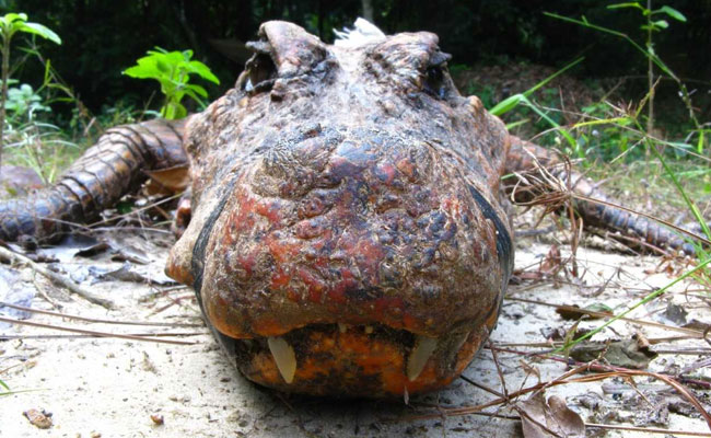 These Crocodiles Are Orange. Caves And Bat Droppings May Have A Big Role