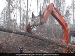 Orangutan Fights Bulldozer Pulling Down Tree In Heartbreaking Viral Video Orangutan Fights Bulldozer Pulling Down Tree In Heartbreaking Viral Video
