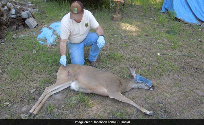 Poachers Slaughtered Hundreds Of Animals In Pacific Northwest For "Thrill," Police Say