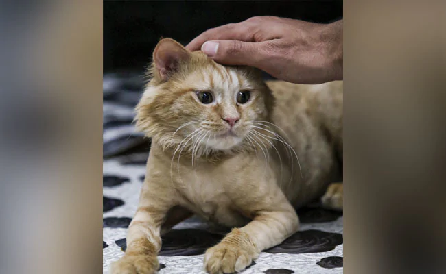 79-Year-Old Is Going To Jail For Feeding Stray Cats Who Gave Her Comfort