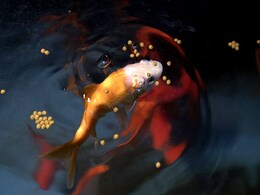 Unwanted Goldfish Can Find A New Home At Paris's Biggest Aquarium Unwanted Goldfish Can Find A New Home At Paris's Biggest Aquarium