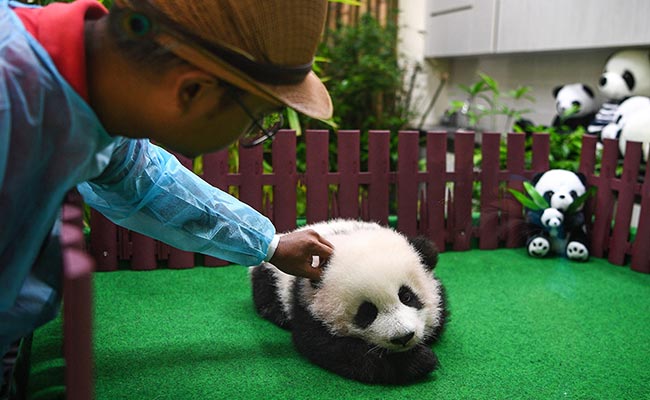 Four-Month-Old Panda Cub Makes First Public Appearance At Malaysia Zoo