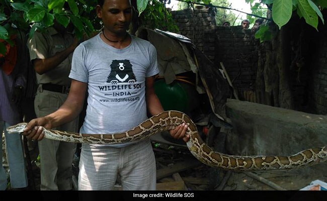 No Big Deal, Just An 8-Foot Python And 3-Foot Cobra Captured In Delhi