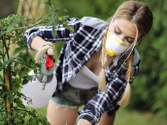 5 Natural Pesticides You Could Use To Grow Your Own Kitchen Garden 5 Natural Pesticides You Could Use To Grow Your Own Kitchen Garden