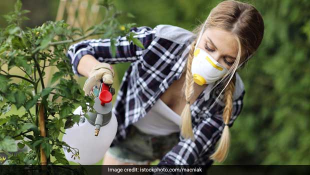 5 Natural Pesticides You Could Use To Grow Your Own Kitchen Garden