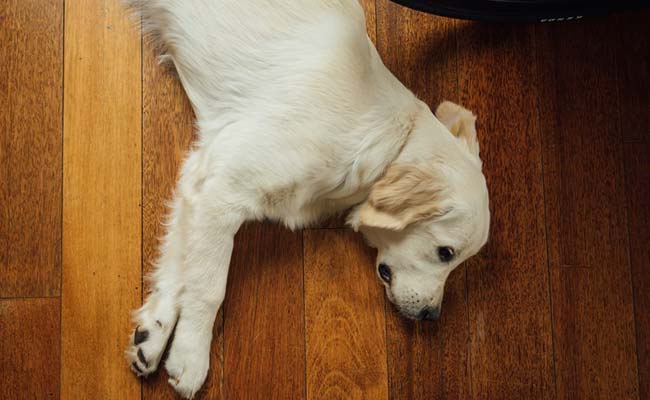 3 Questions To Ask Yourself If You Plan To Get A Pet