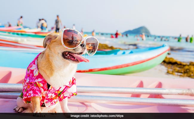 5 Tips To Remember For An Epic Vacation With Your Pet