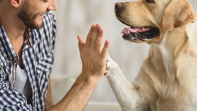 It is important to feed your dog in a proper to ensure he stays in shape