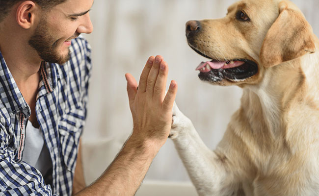 It is important to feed your dog in a proper to ensure he stays in shape