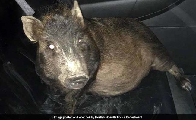 'He Was Being Followed By A Pig And Didn't Know What To Do.' So He Called 911.