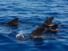 Pilot Whale Meat Poses Health Hazard, Faroese People Warned Pilot Whale Meat Poses Health Hazard, Faroese People Warned
