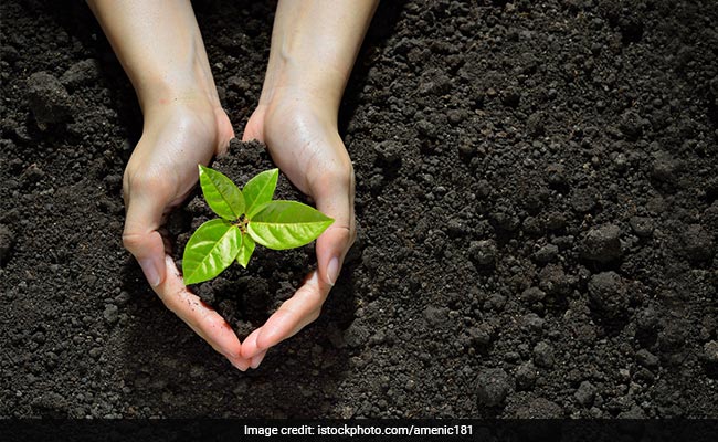Noida Plants 1.7 Lakh Saplings In A Day, Betters Own Record