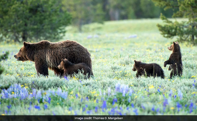 For Grizzly Bear Hunt, Man Intends To Shoot Them. But Not With A Gun