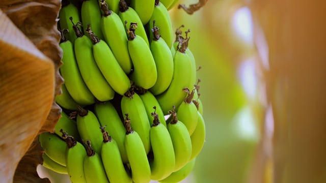 Green bananas are a great source of potassium