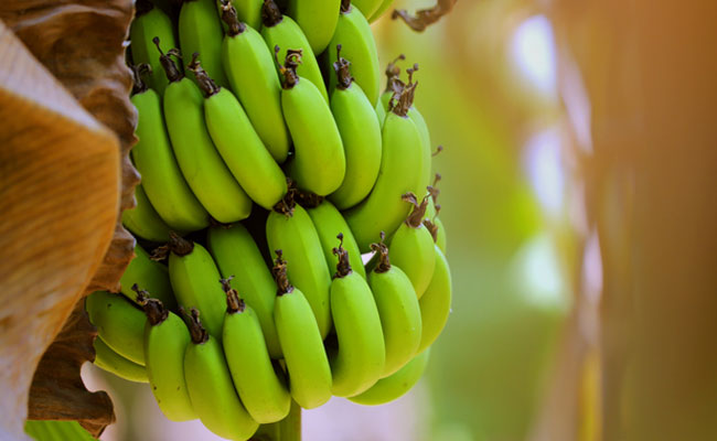 Green bananas are a great source of potassium