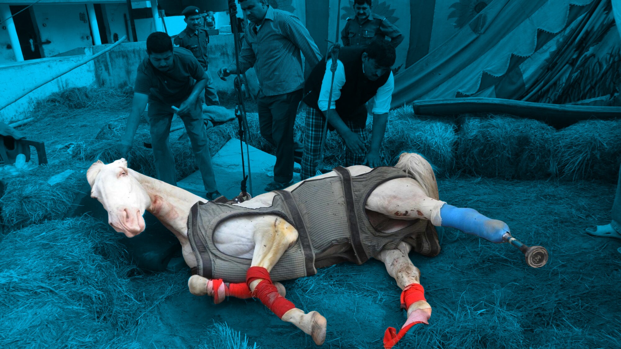 A file photo of police horse Shaktiman which died on April 20 after succumbing to injuries allegedly inflicted by a BJP MLA. (Photo: IANS/ Altered by <b>The Quint</b>)