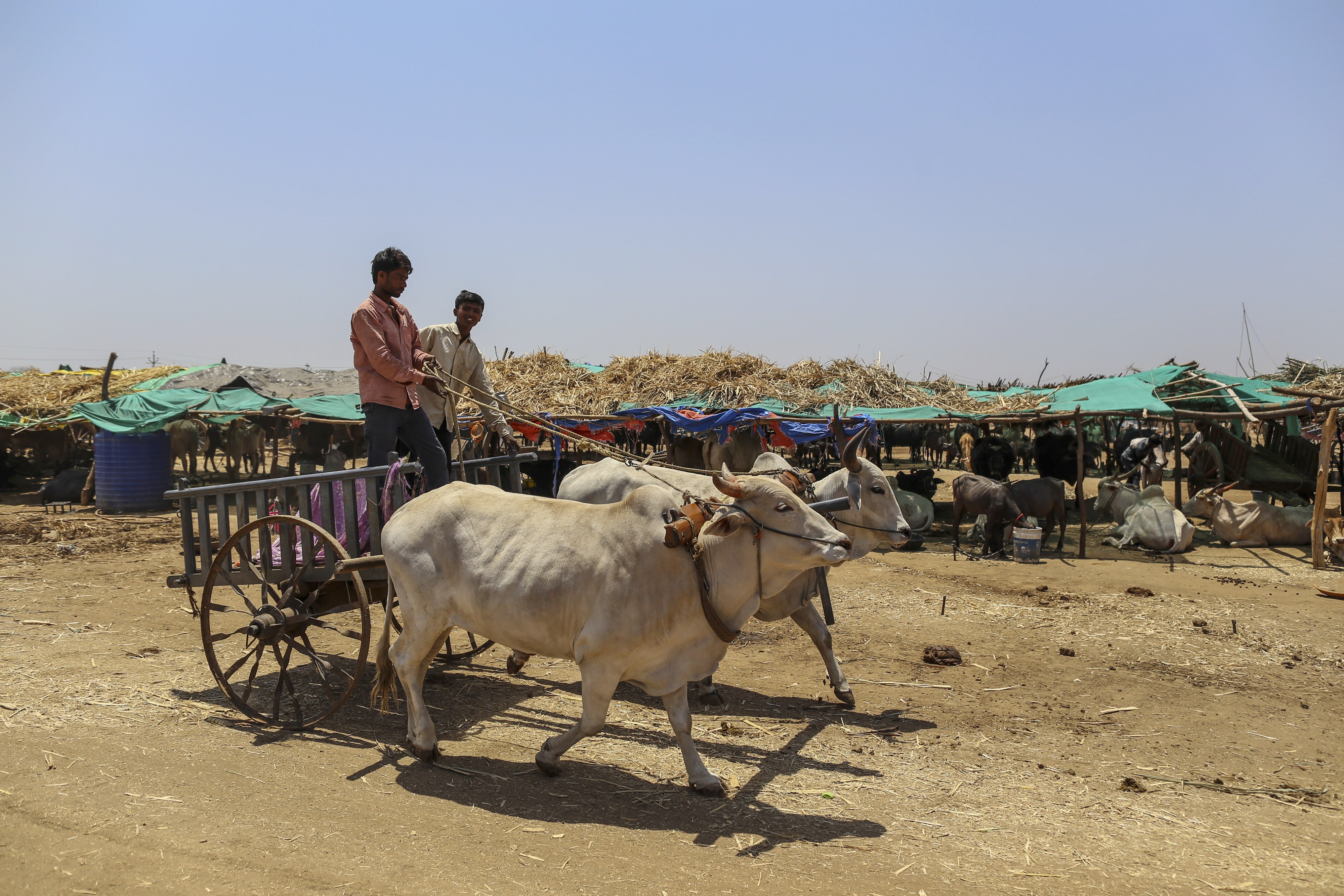 A Bullock Cart Travels Through a Cattle Shelter in Beed District, Maharashtra (Photographer: Dhiraj Singh/Bloomberg)