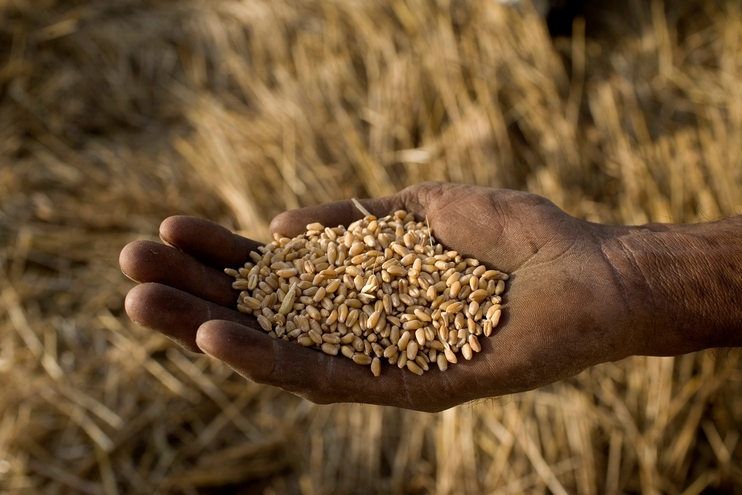 A villager holds freshly harvested wheat grains for a photograph in the village of Rajowala, Faridkot. (Photographer: Sanjit Das/Bloomberg News)