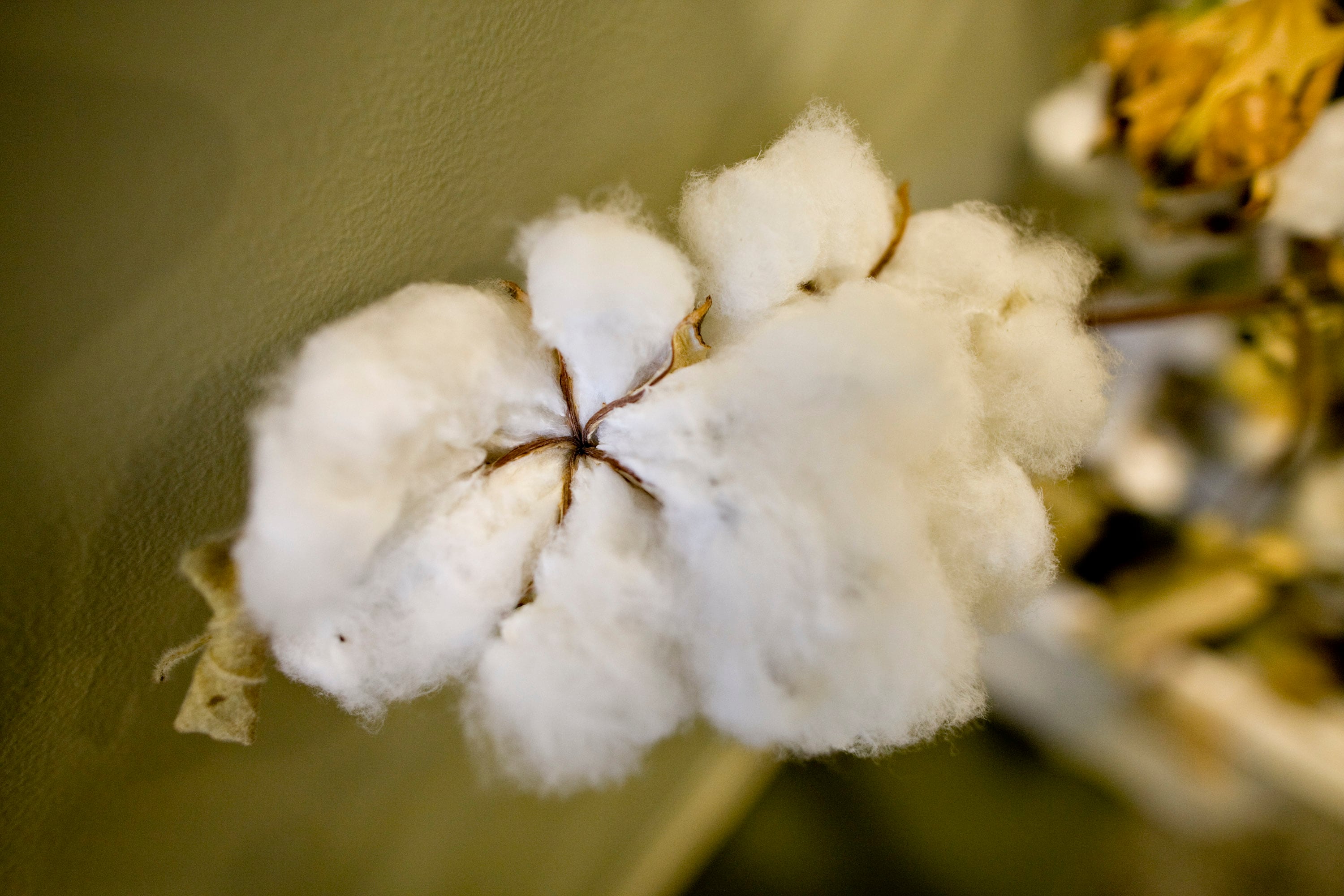 Cotton fibers hang from a cotton plant on display outside a Monsanto Co. lab in St. Louis, Missouri, U.S. (Photographer: Daniel Acker/Bloomberg)