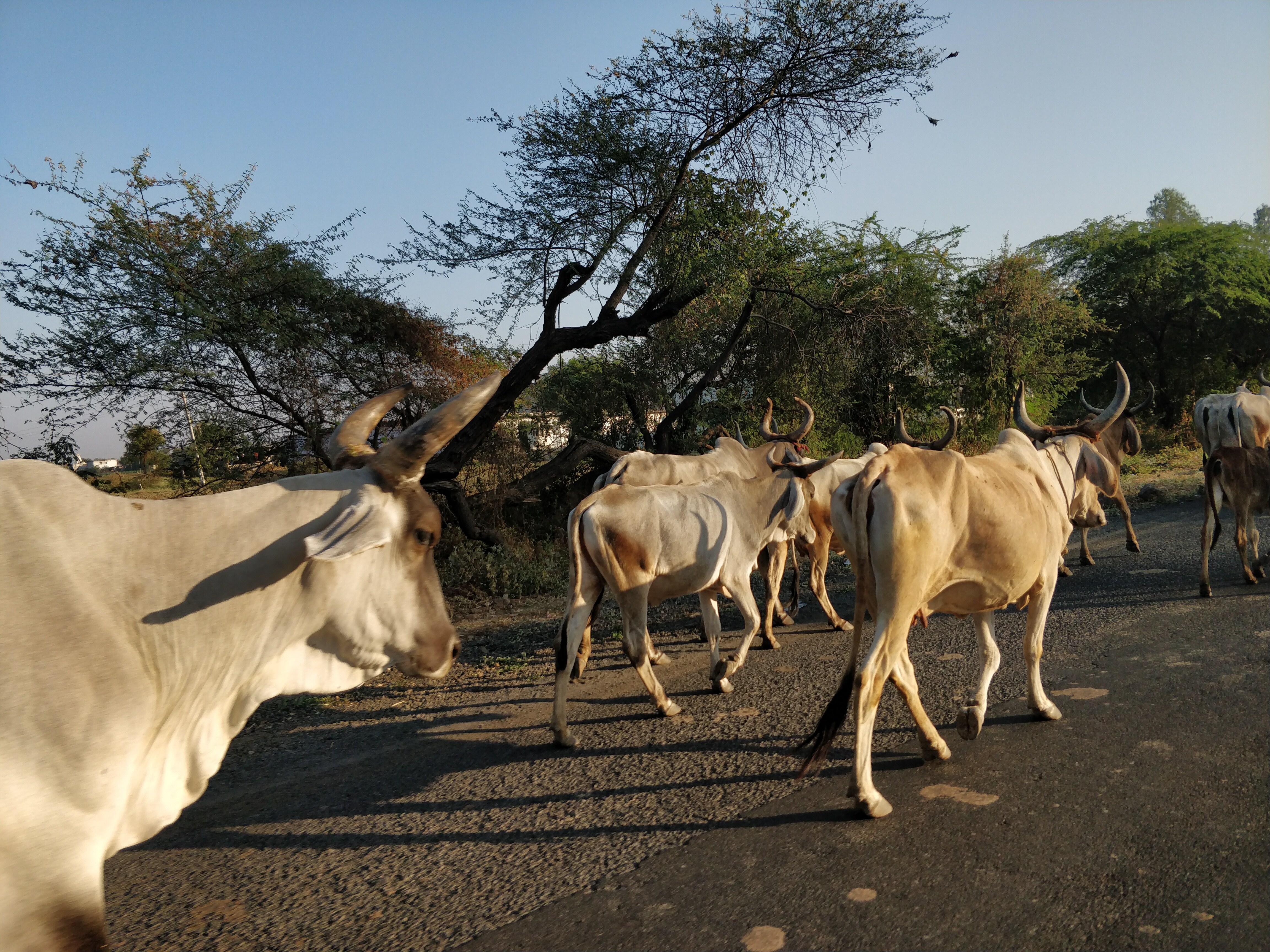 Waiting for development till the cows come home.