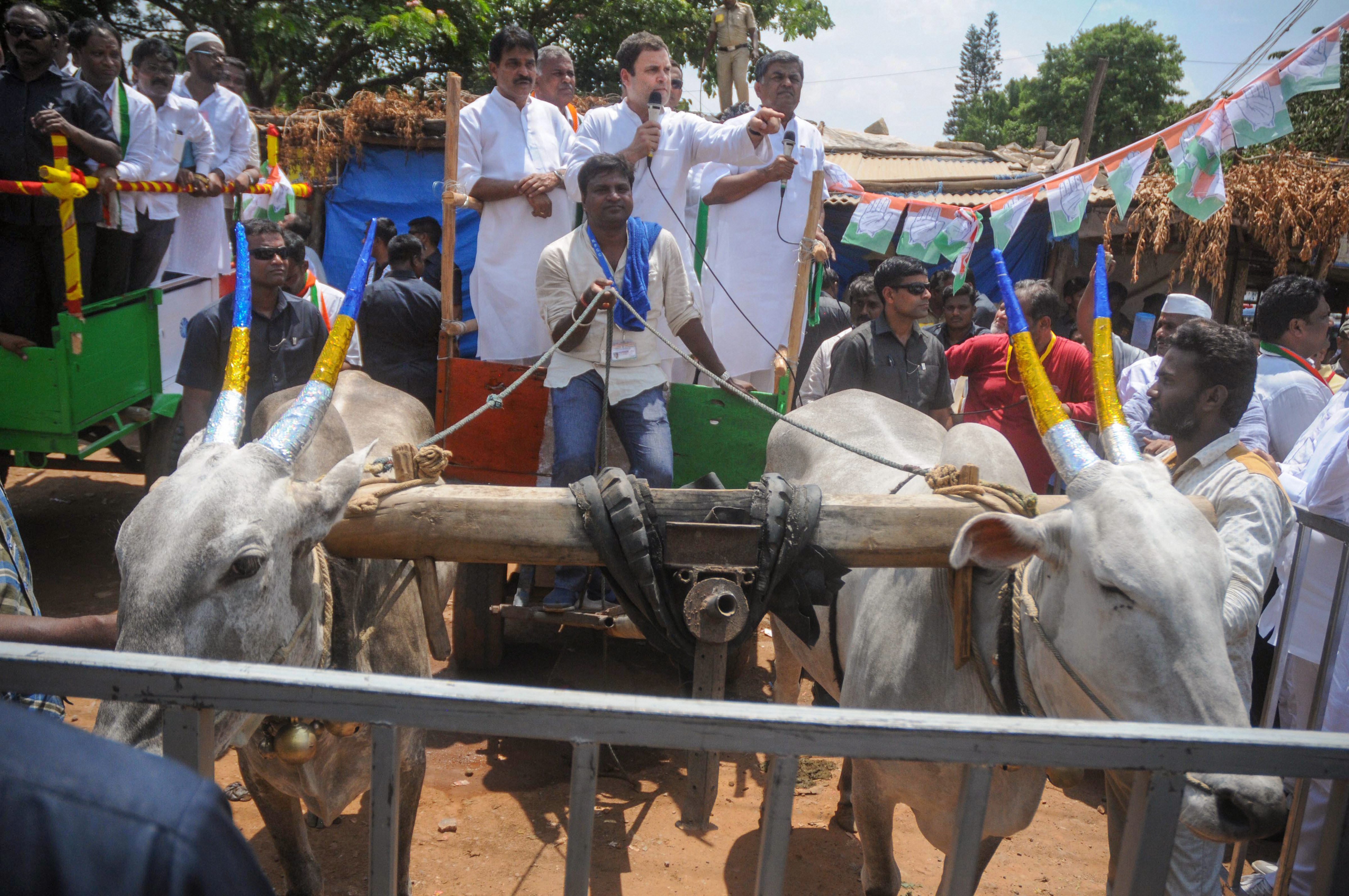 Kolar: Congress President Rahul Gandhi takes a bullock cart ride during his roadshow at Malur in Kolar district on Monday. (Image: PTI)