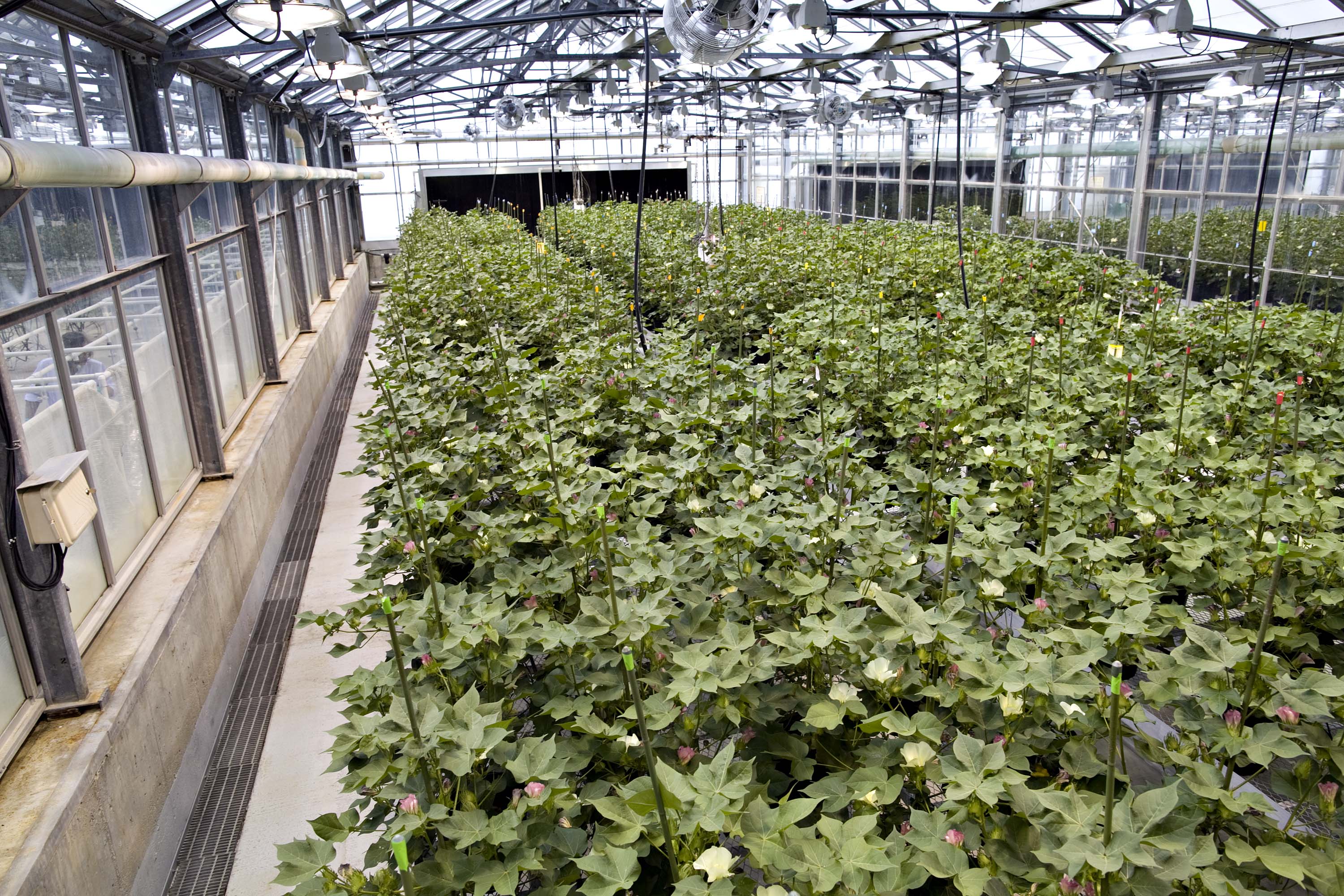 Cotton plants grow in a Monsanto facility in Missouri, U.S. (Photographer: Daniel Acker/Bloomberg)