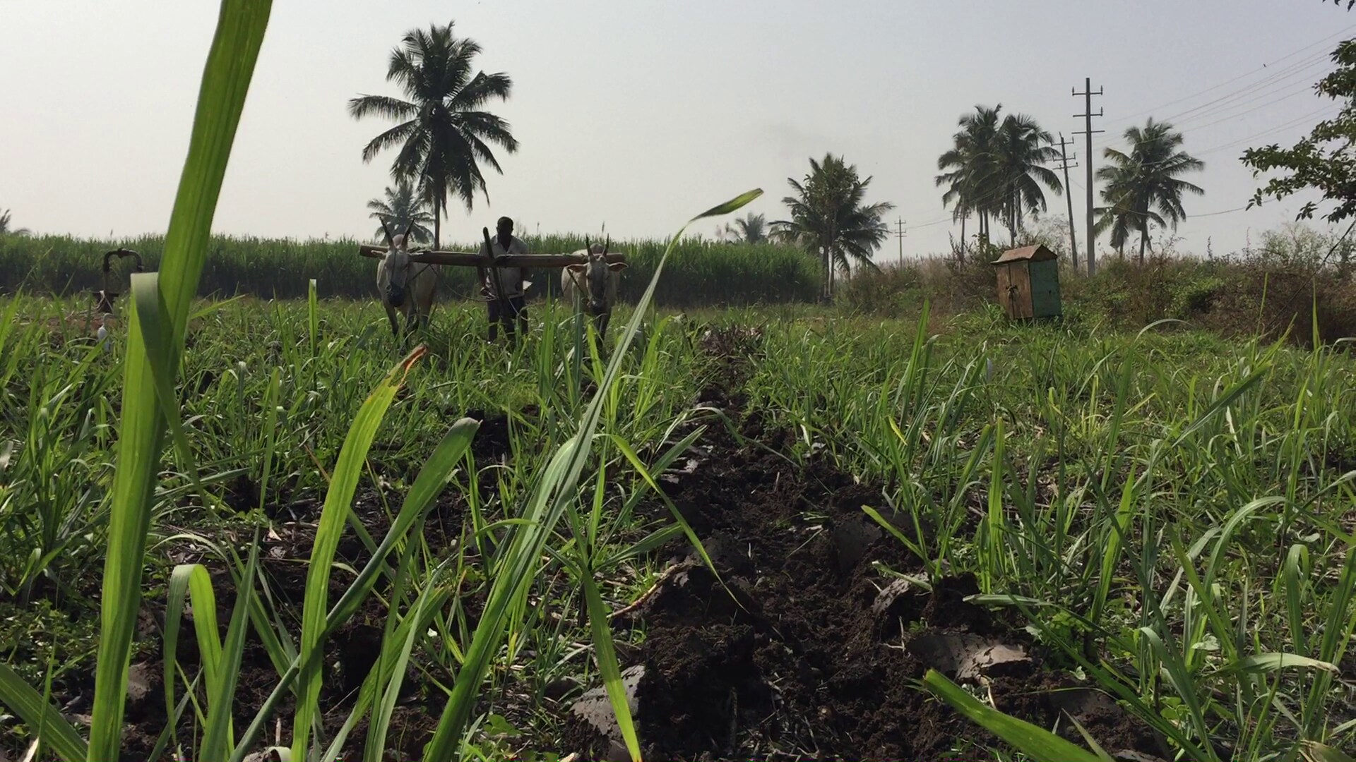 Farmer working on the field in Chikkade village, Pandavapura taluk. (Photographer: Nishant Sharma/BloombergQuint)