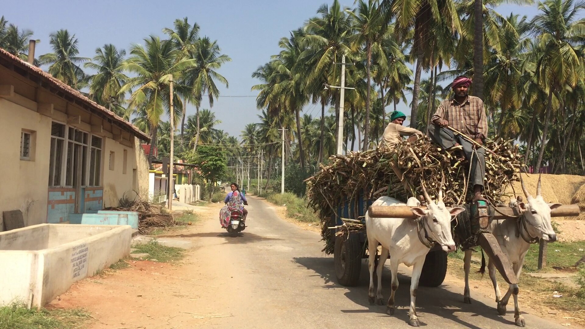 Labourers carrying sugarcane on bullock cart in Chikkade Village. (Photographer: Nishant Sharma/BloombergQuint)