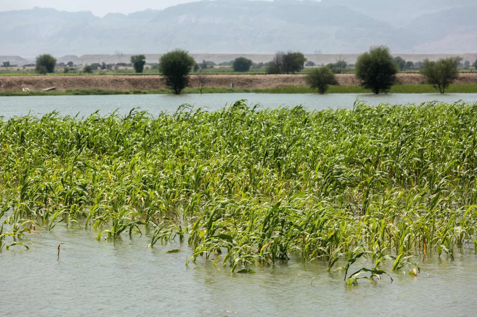 Maize crop in flood water in Sindh province, Pakistan, on Aug. 31.Photographer: Asim Hafeez/Bloomberg