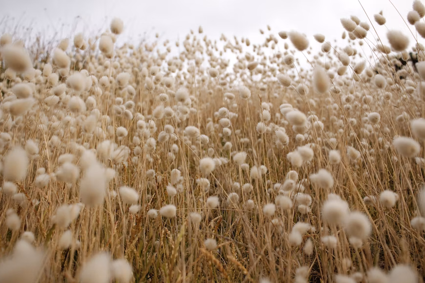 Despite Knocks And Shocks, Mahyco Reapplies 'In Good Faith' For Nod To Herbicide Tolerant Cotton