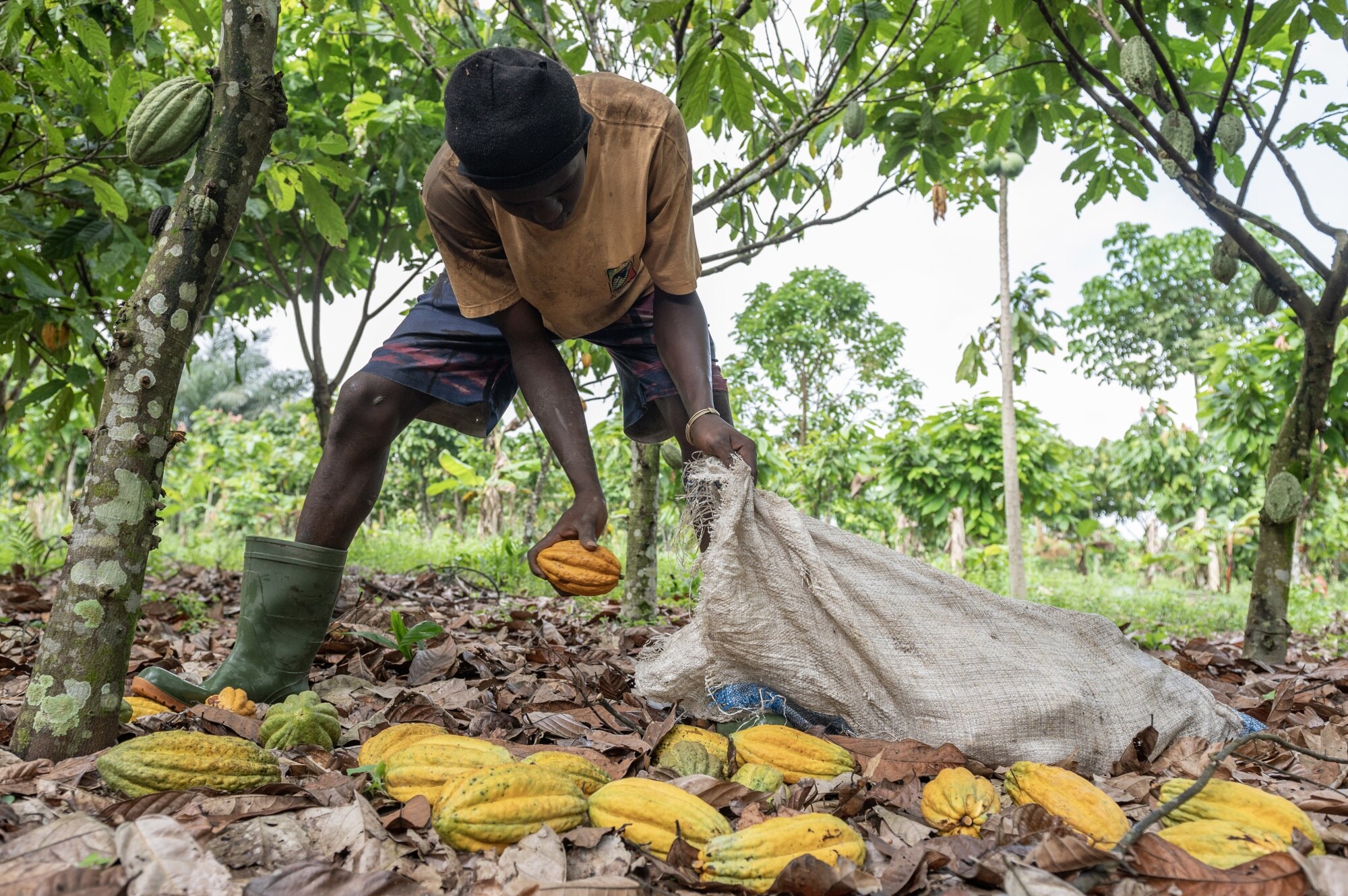 A worker gathers cocoa pods cut from trees in Azaguie, Ivory Coast.Photographer: Andrew Caballero-Reynolds/Bloomberg