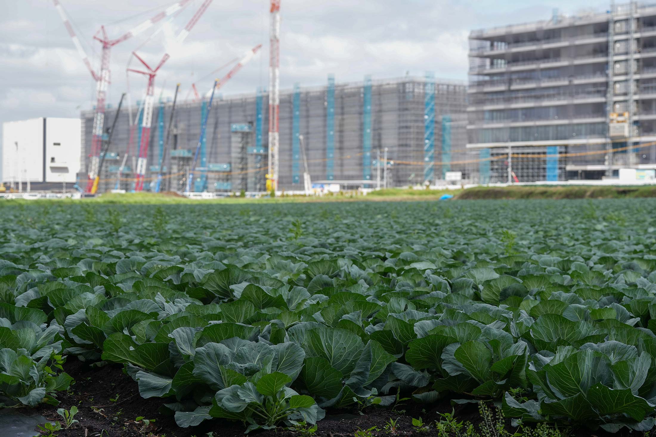 Cabbage fields near Taiwan Semiconductor's factory in Kikuyo.Photographer: Toru Hanai/Bloomberg
