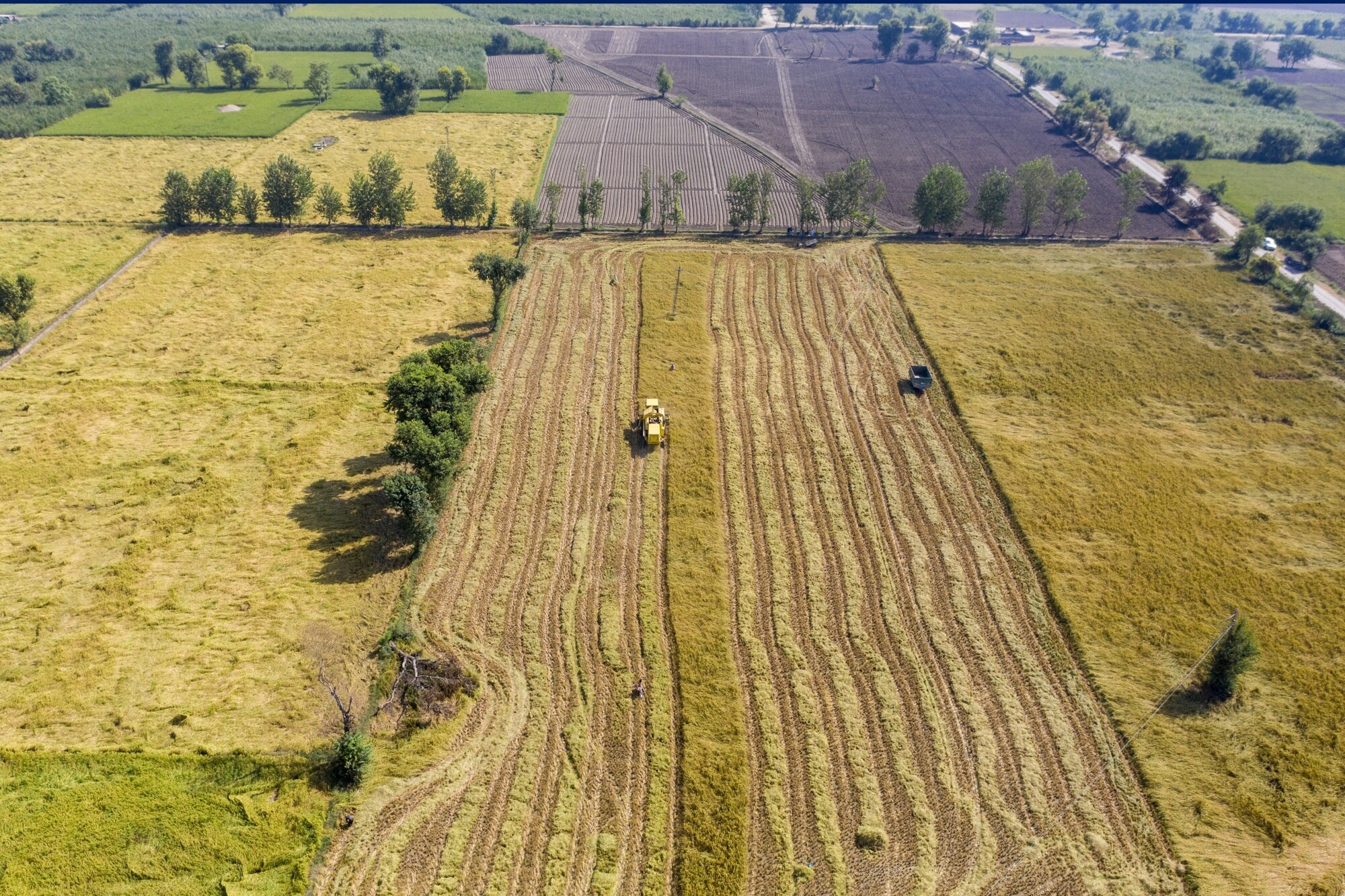Harvesting rice in the Chiniot district of Punjab province.Photographer: Asad Zaidi/Bloomberg
