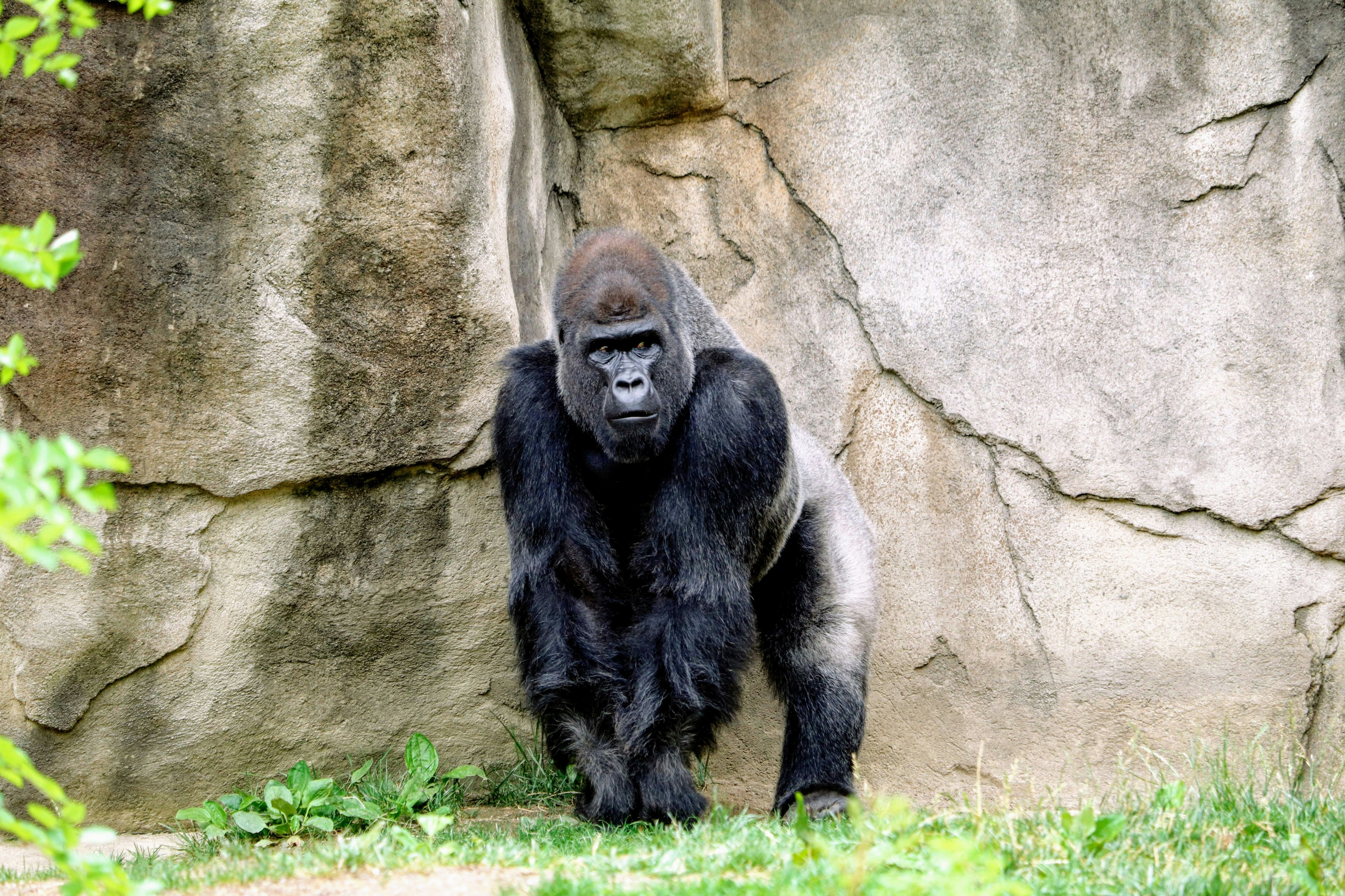 One Gorilla Vs 100 Humans: Who Would Win? Viral Debate Grips Internet