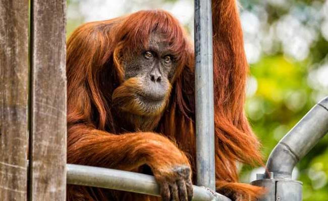 World's Oldest Sumatran Orangutan Dies Aged 62