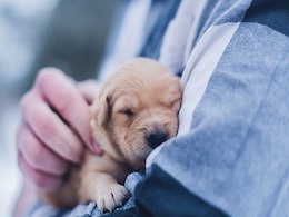 Puppies' Cuteness Peaks Right When They Need Humans Most, Study Finds Puppies' Cuteness Peaks Right When They Need Humans Most, Study Finds