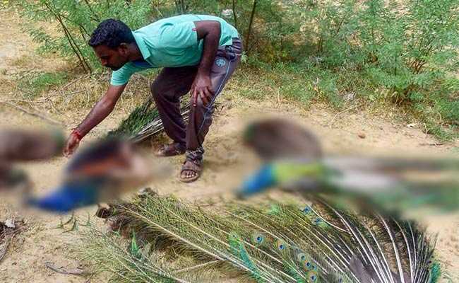 47 Peacocks Found Dead In Madurai, Poisoning Suspected