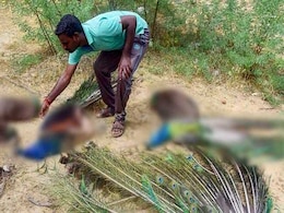 47 Peacocks Found Dead In Madurai, Poisoning Suspected 47 Peacocks Found Dead In Madurai, Poisoning Suspected