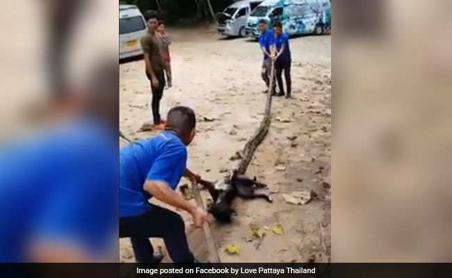 Massive Python Strangles Dog In Horrifying Video. But Watch Till The End