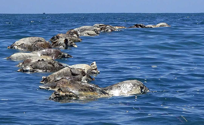 300 Endangered Sea Turtles Found Dead Off Mexican Coast