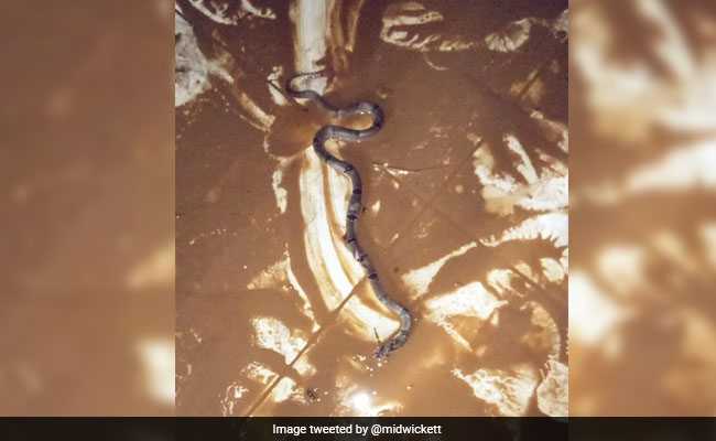 As Flood-Hit Kerala Issues "Snake Alert", Hospitals Ready Anti-Venom