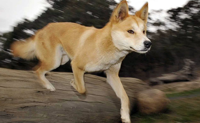 6-Year-Old Boy Attacked, Bitten By Dingo At Australia's Fraser Island