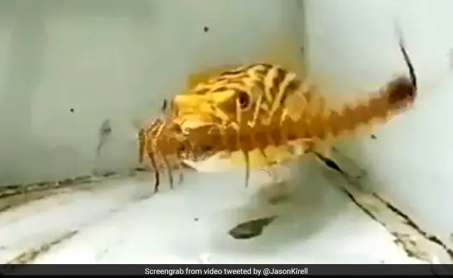 मछली खा गई जहरीले सांप को, VIDEO देखकर आप भी खा जाएंगे खौफ