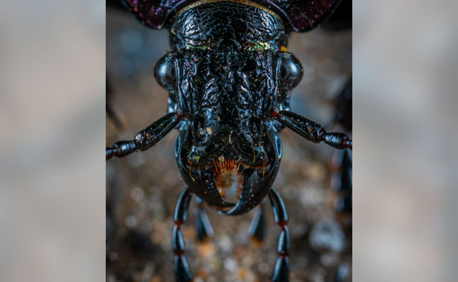 Global Warming Will Make Insects Hungrier, Eating Up Key Crops: Study