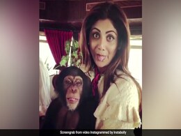 शिल्पा शेट्टी ने चिंपाजी को लगाया गले, और फिर हुआ कुछ ऐसा... बार-बार देखा जा रहा Video शिल्पा शेट्टी ने चिंपाजी को लगाया गले, और फिर हुआ कुछ ऐसा... बार-बार देखा जा रहा Video