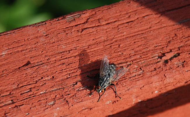 How A Single Fly Ruined A World Record Attempt