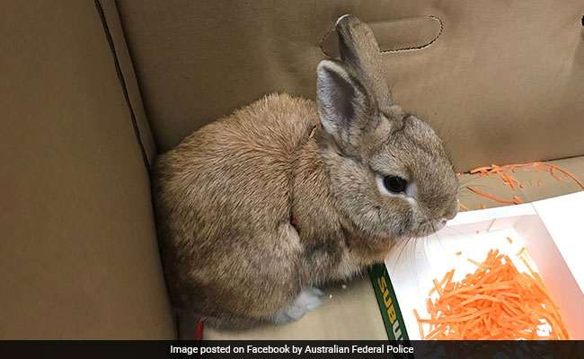 Abandoned Bunny Sparks Bomb Scare At Airport