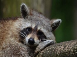 US Teacher Accused Of Drowning Raccoons In Class Placed On Leave US Teacher Accused Of Drowning Raccoons In Class Placed On Leave